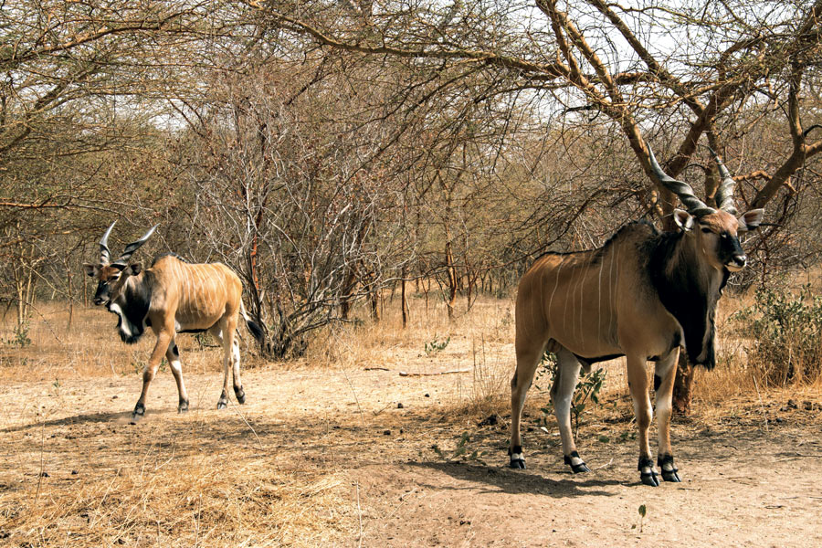 Best Hunting Safaris in Africa